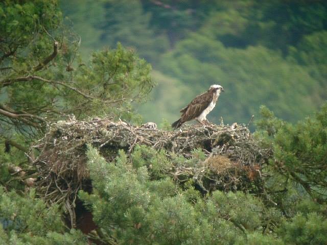 Osprey at the nest