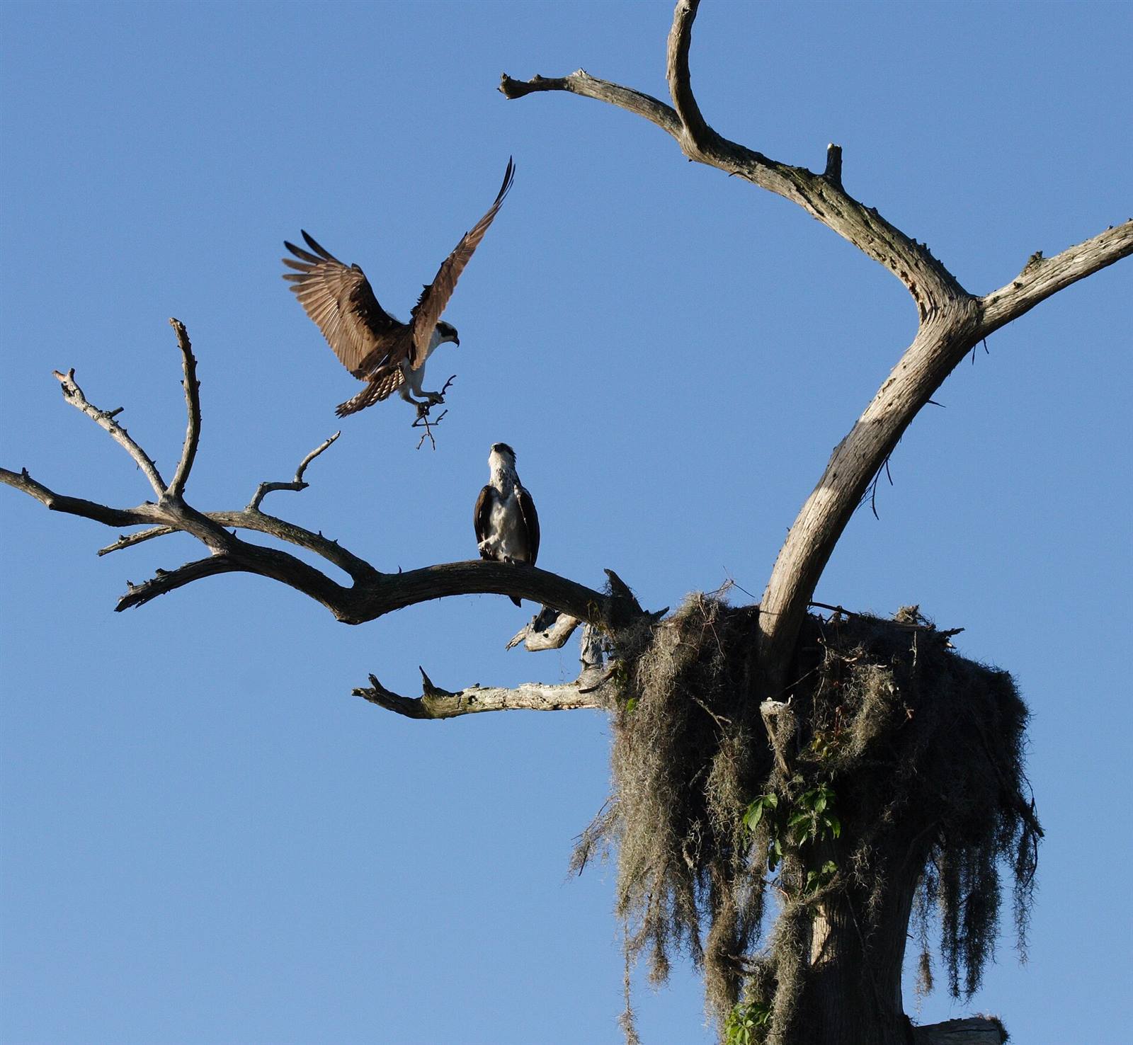 Osprey returning to the nest with a branch