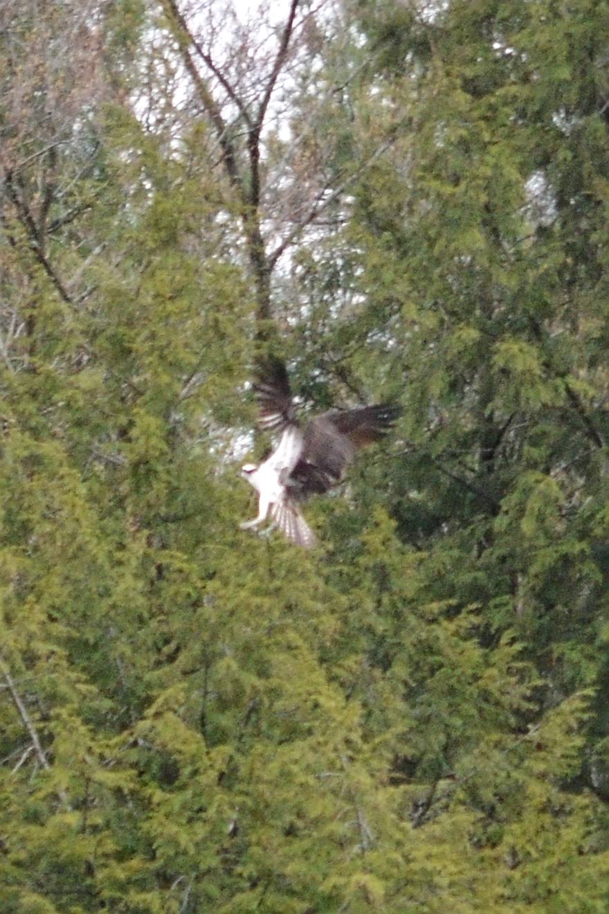 Osprey in flight