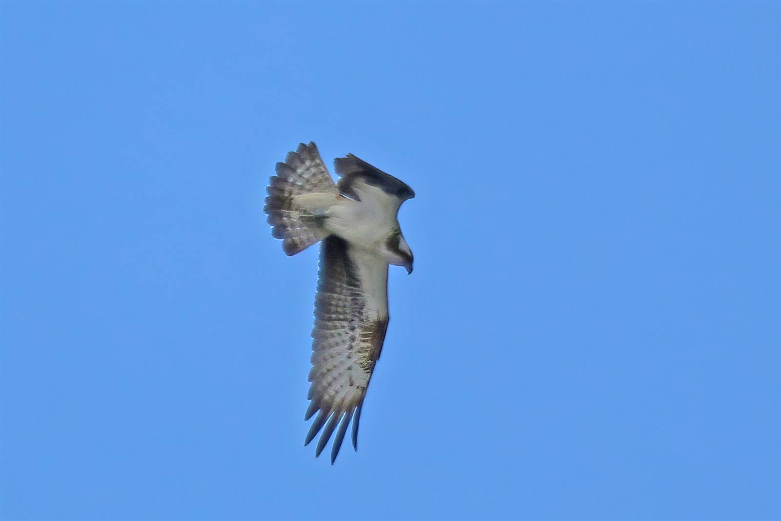 Osprey soaring over the water
