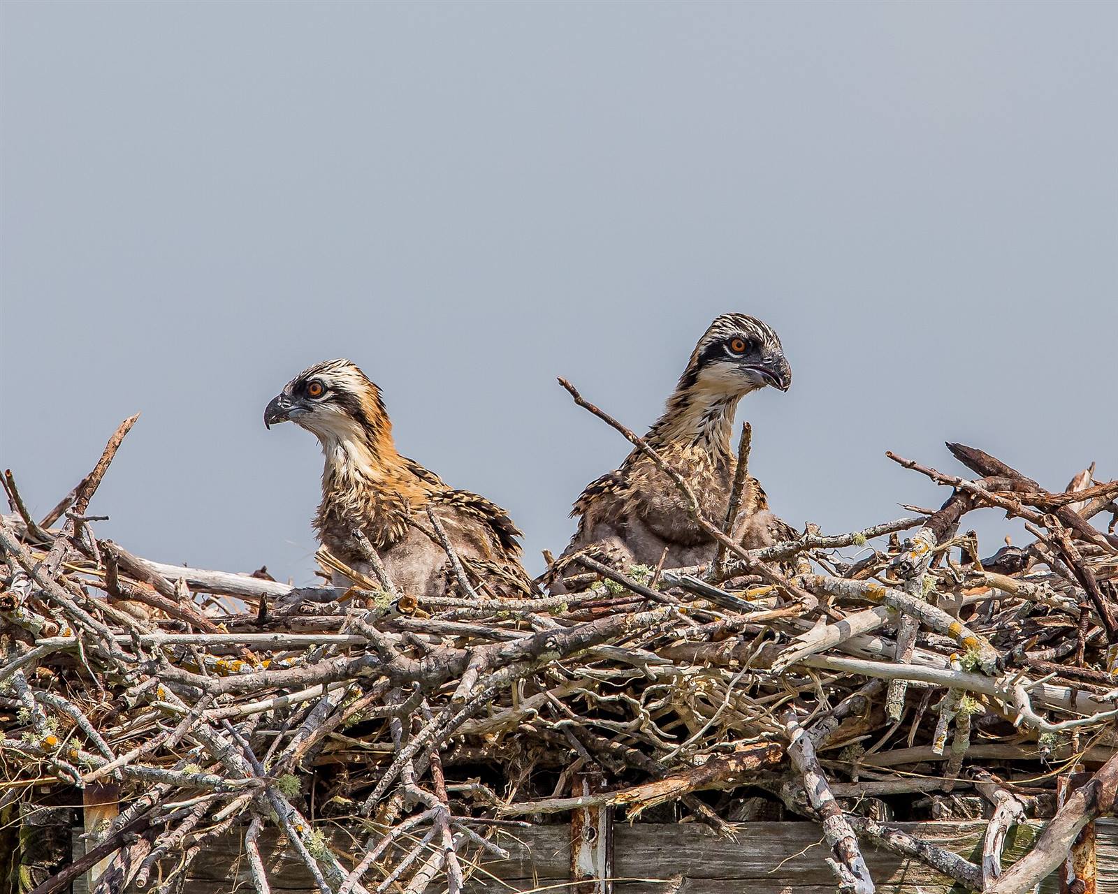 Osprey chicks in the nest