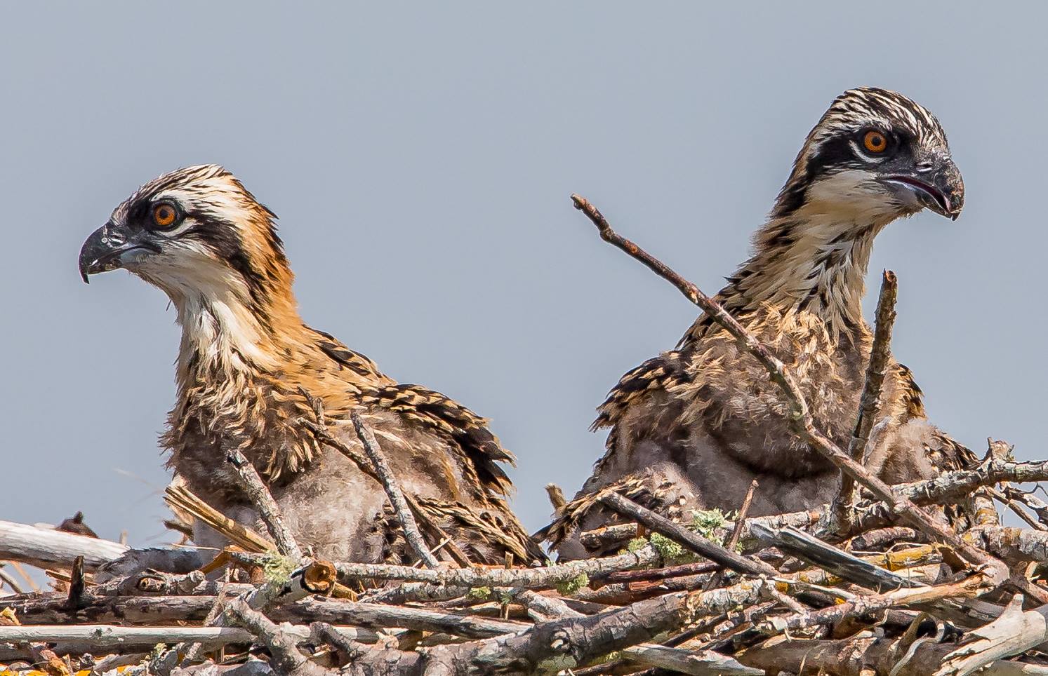 Osprey feeding its young