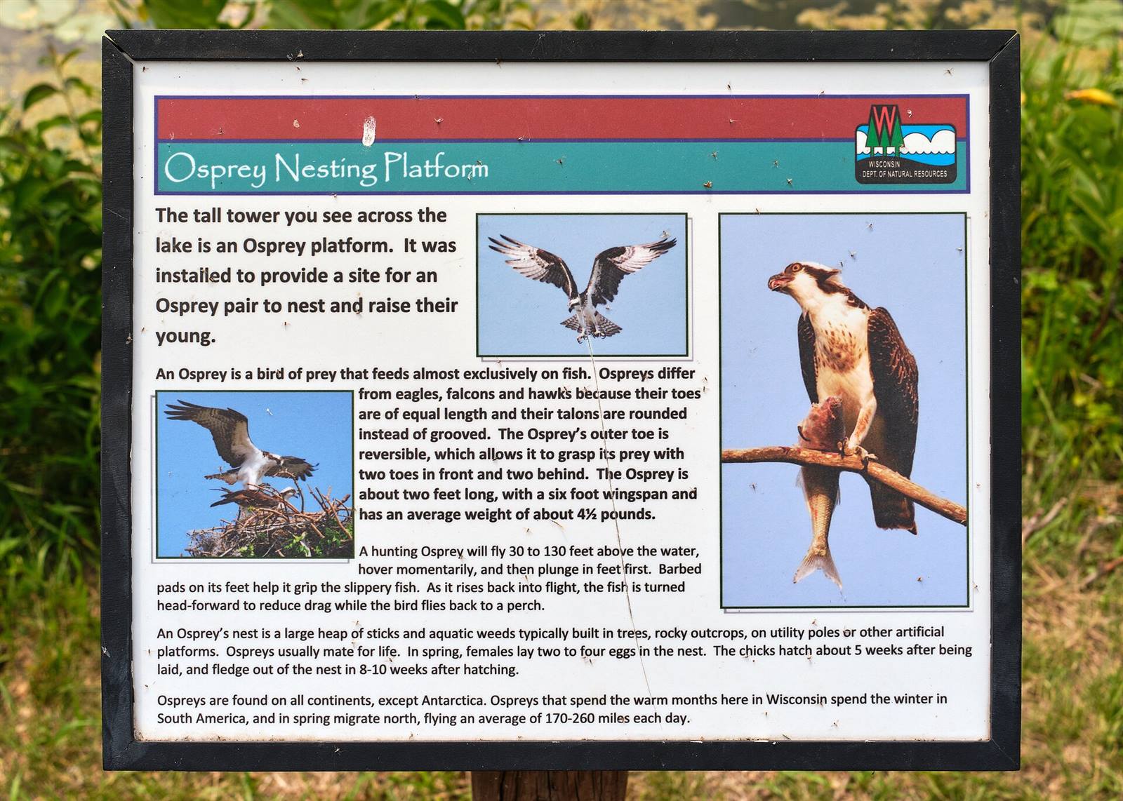 An osprey on its nesting platform