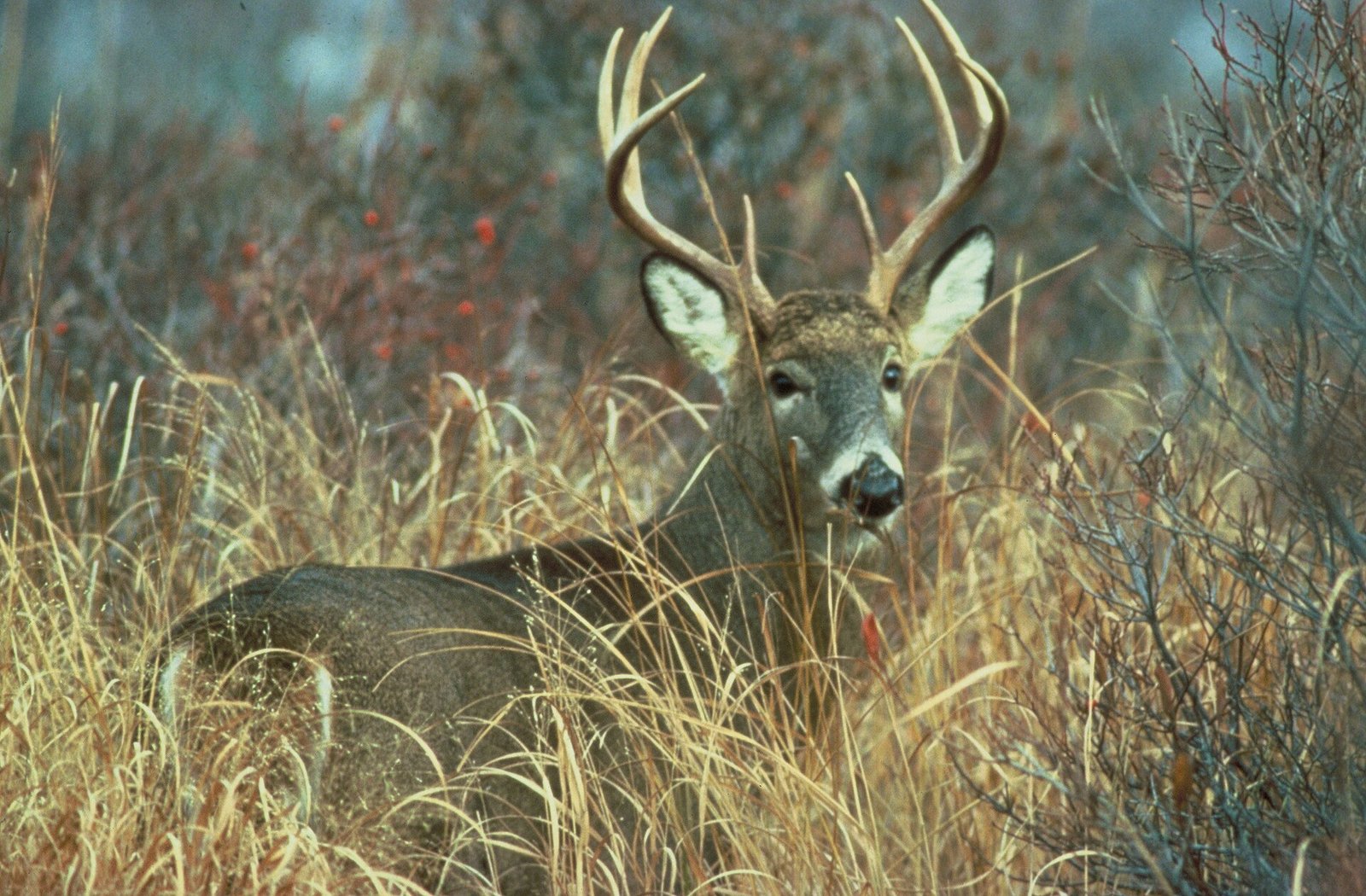 A buck in the autumn brush