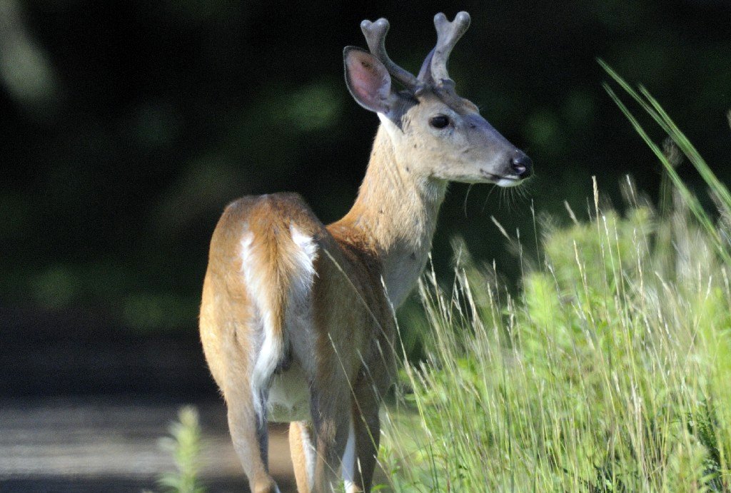 A white-tailed buck at the edge of the woods