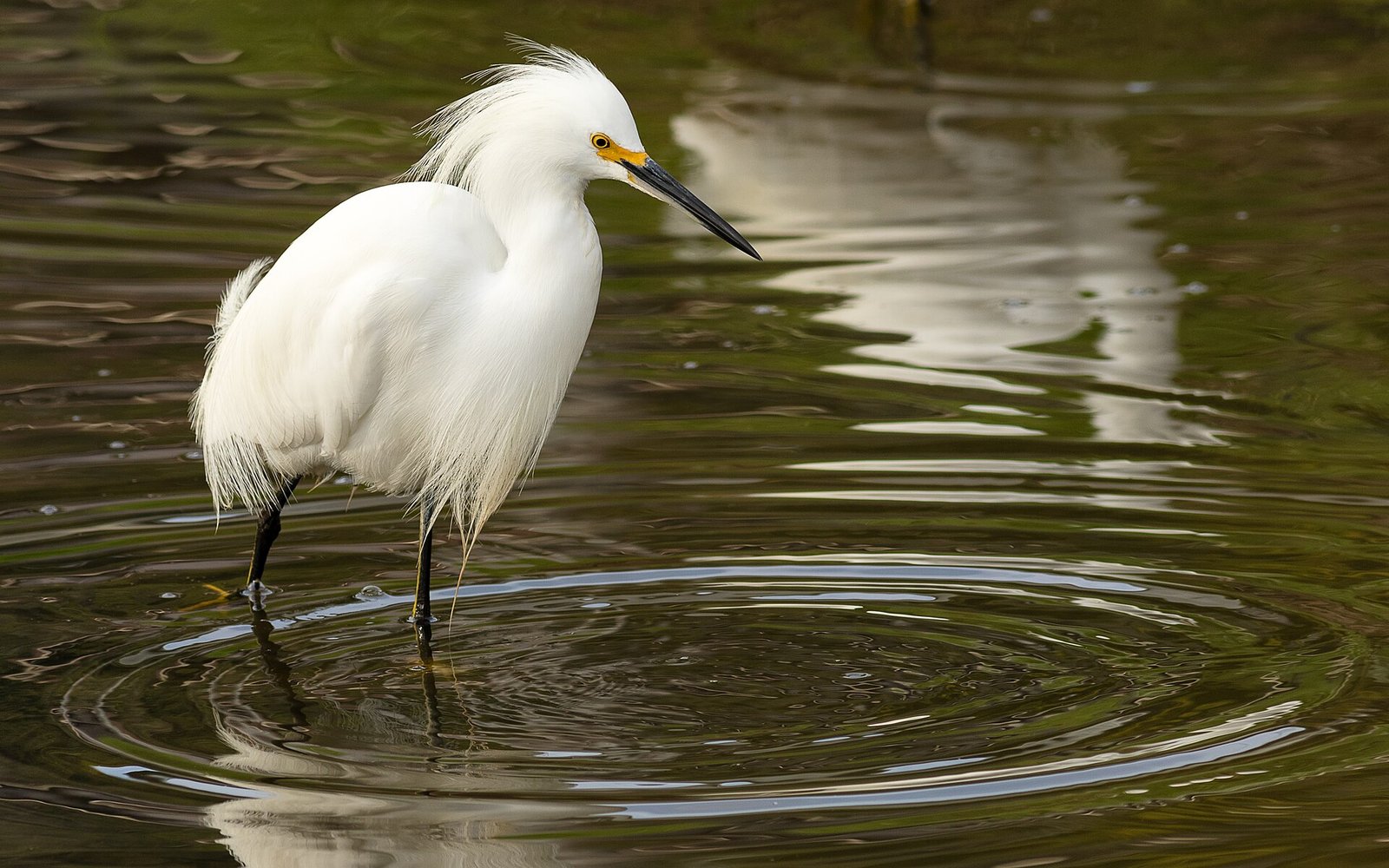 A snowy egret hunting in still water