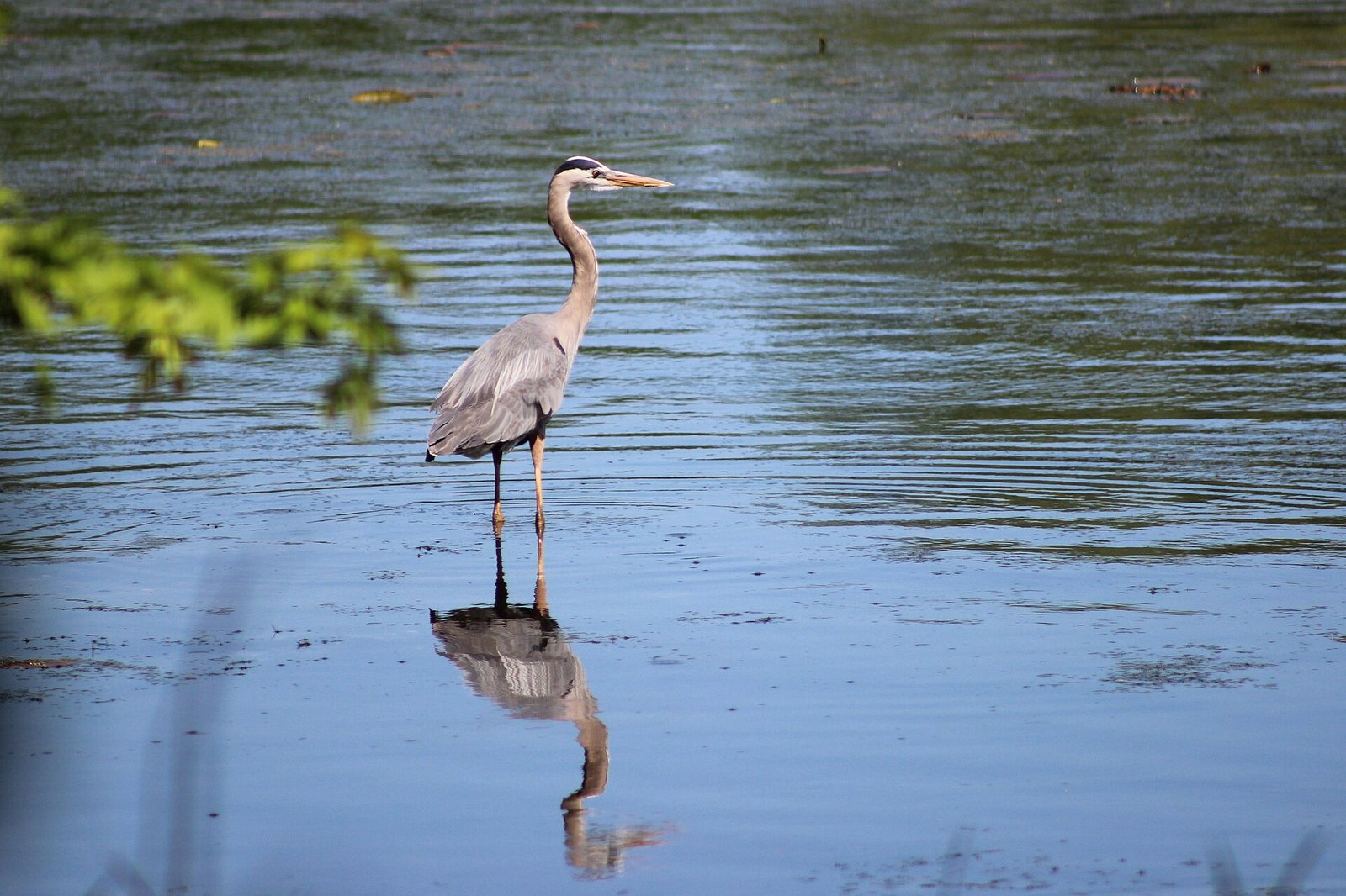 A great blue heron wading the shallows