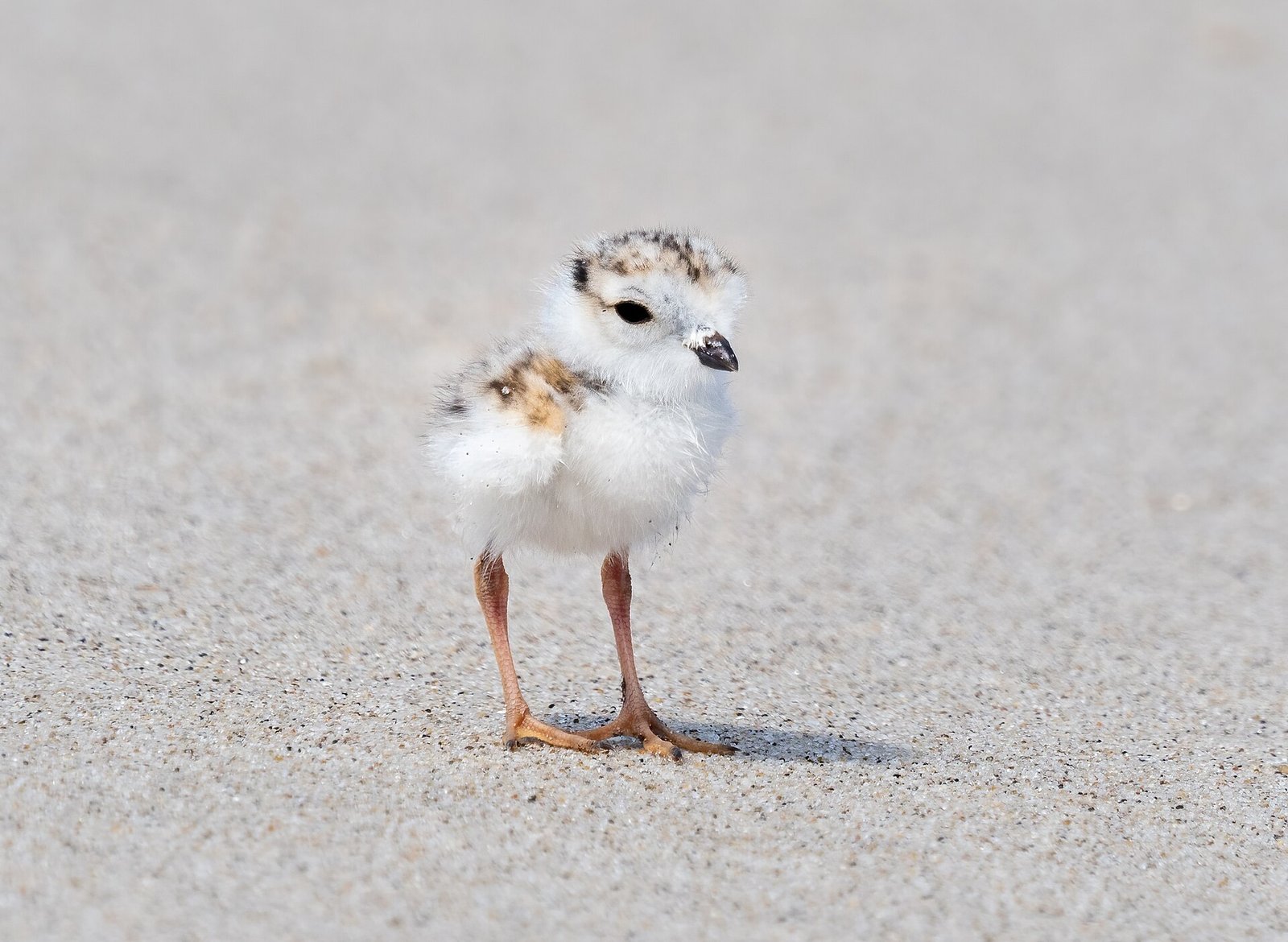 A piping plover chick