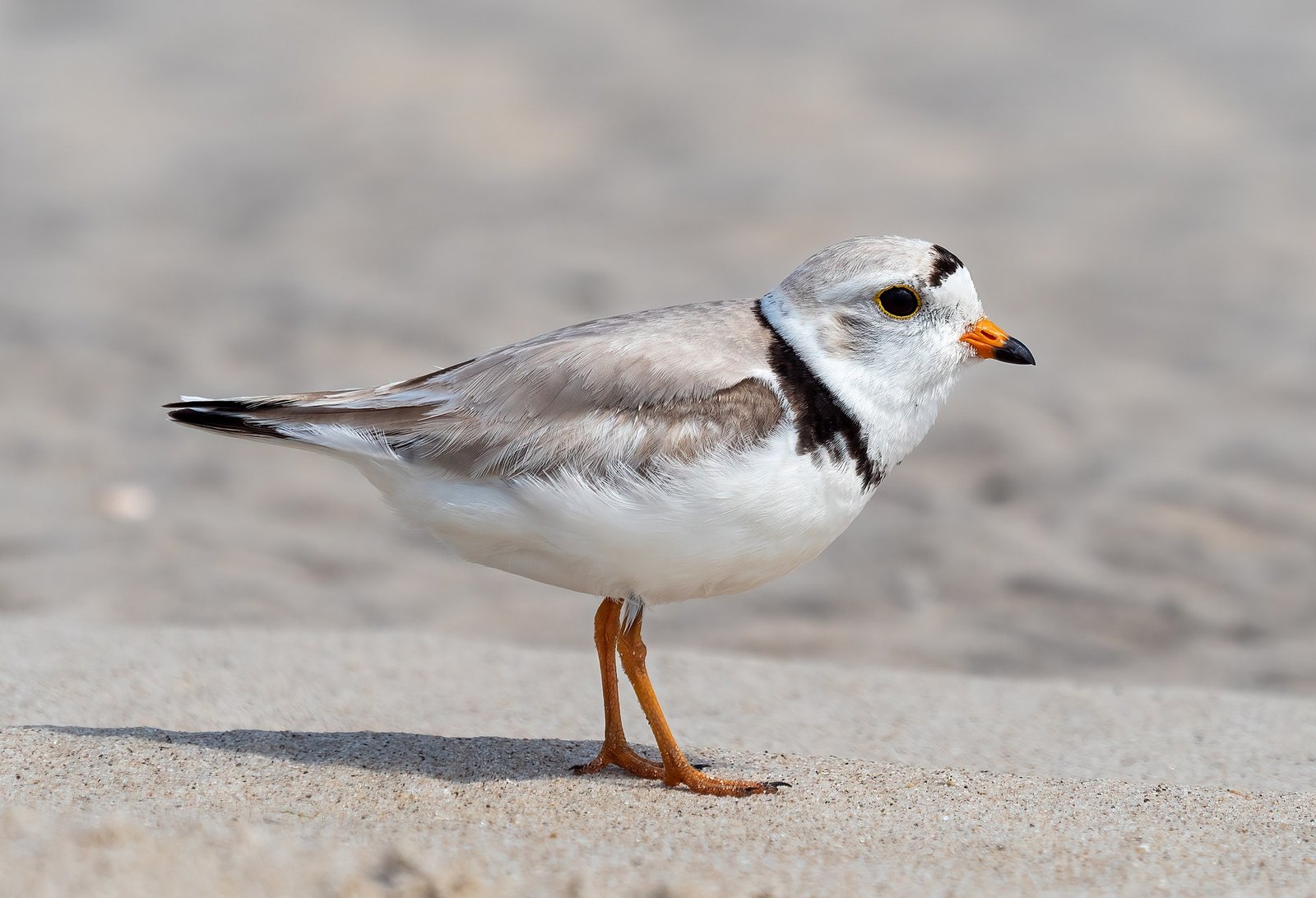 A piping plover on the sand
