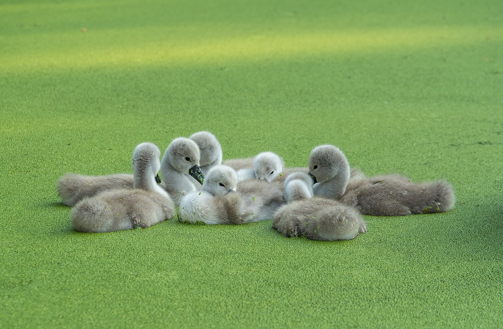 A clutch of swan cygnets on the water