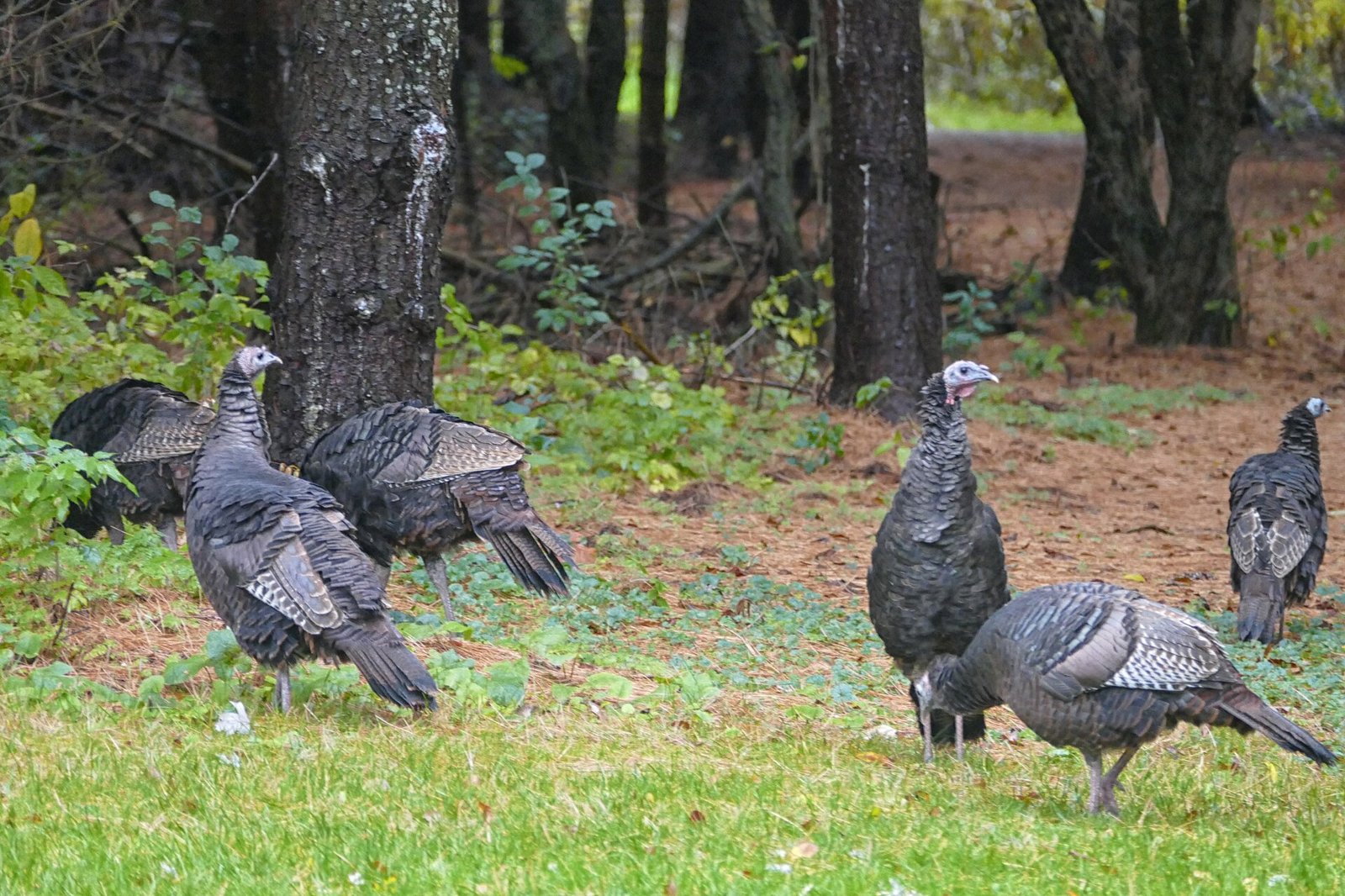 A family of wild turkeys moving through the oak woods