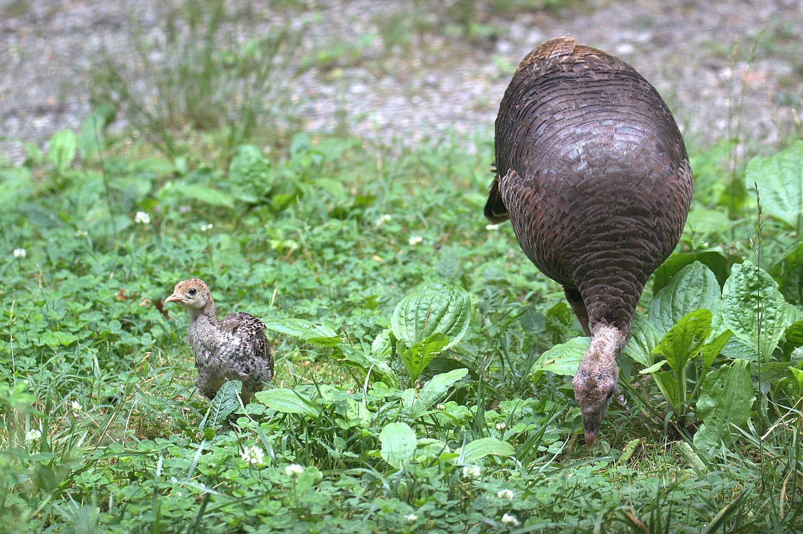 A wild turkey hen with her poult